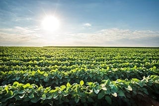 soybeans in a field