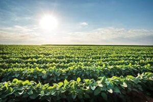 20 Interesting Facts About America’s Soybeans | Aexcel